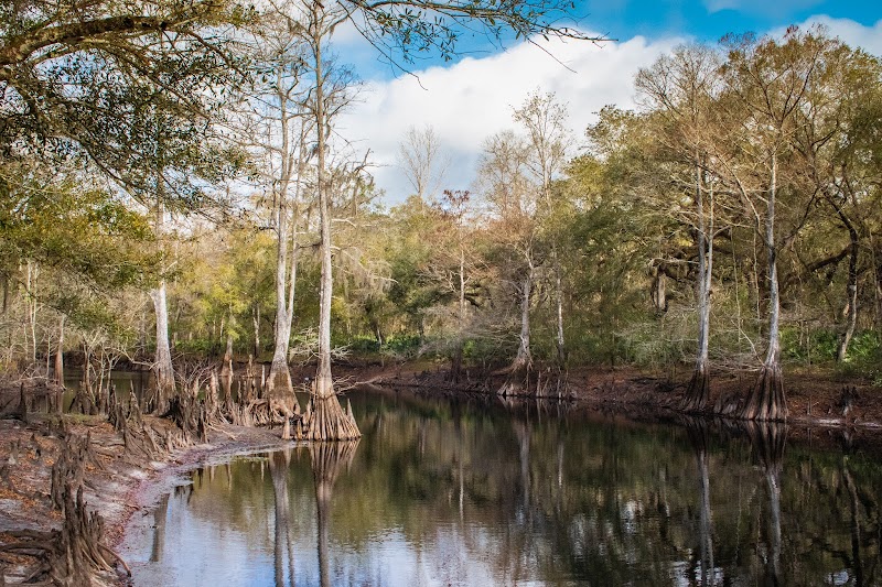 Nature's Haven: Withlacoochee State Forest surrounding landscape