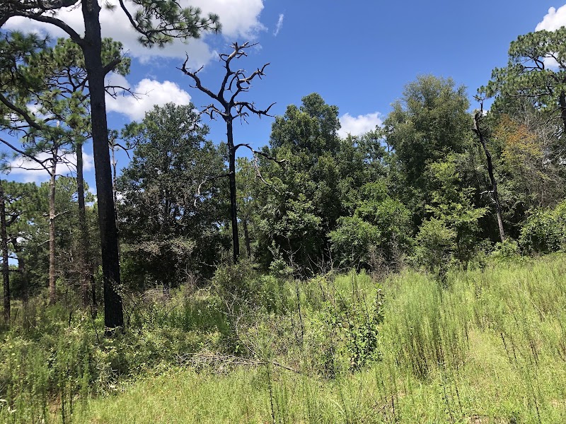 Scenic Biking on the Withlacoochee State Trail outdoor detail