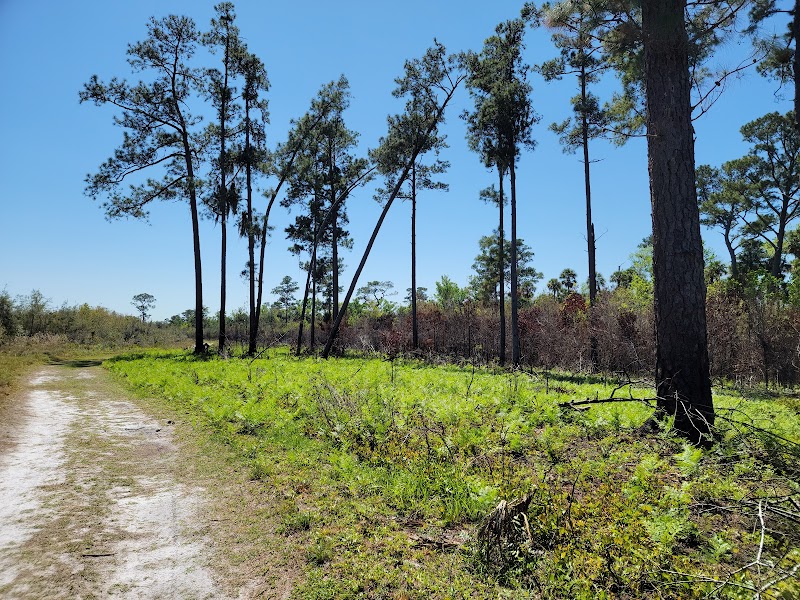 Hiking Through the Natural Wonders of Pine Island Trail - Pine island hiking trail