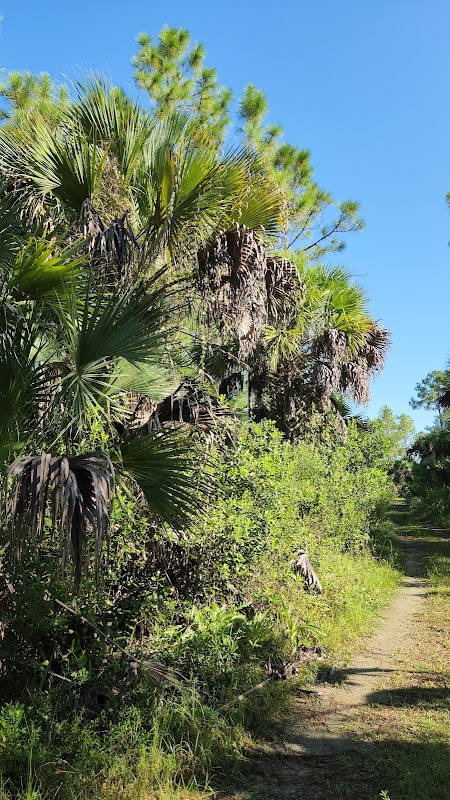 Florida's Natural Haven: Florida Trail Ochopee surrounding landscape