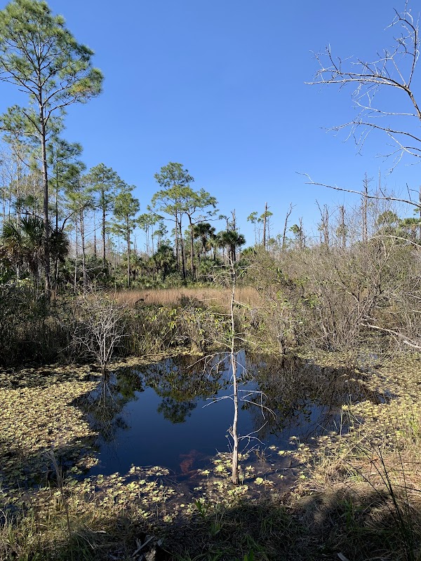 Florida's Natural Haven: Florida Trail Ochopee - Florida Trail Ochopee