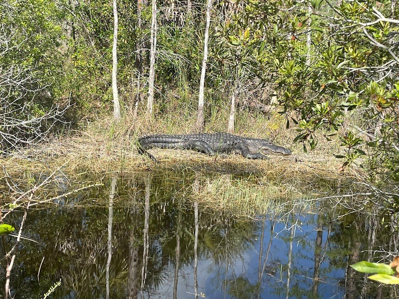 Florida's Natural Haven: Florida Trail Ochopee - Florida Trail Ochopee