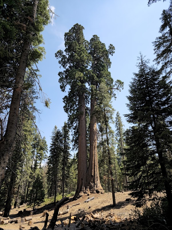 Majestic Giants of Sequoia National Forest surrounding landscape