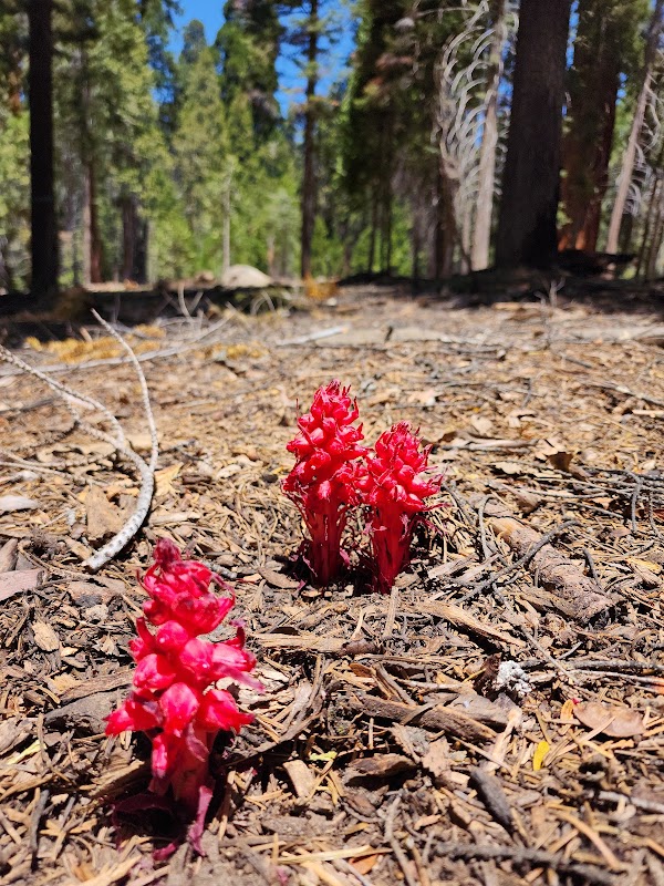 Majestic Giants of Sequoia National Forest outdoor detail