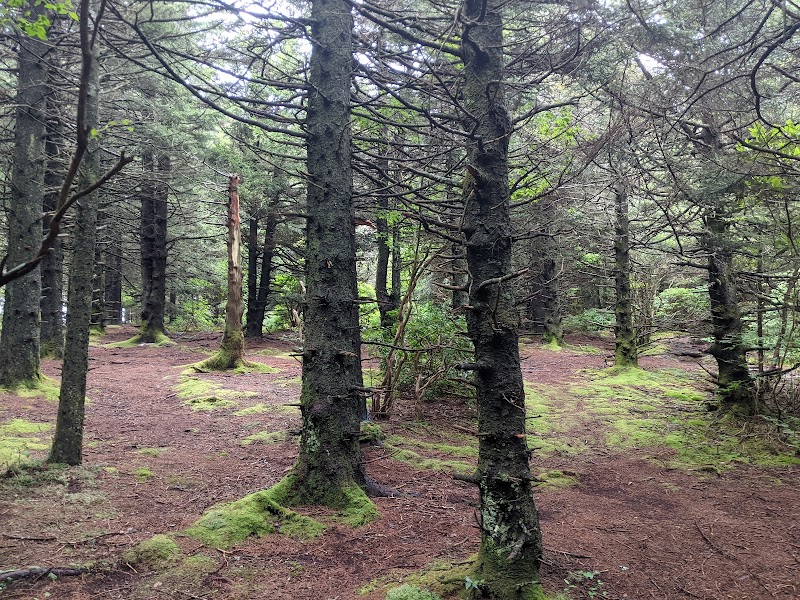 Breathtaking Views at Art Loeb & Black Balsam Knob - Art Loeb & Black Balsam Knob Trailhead