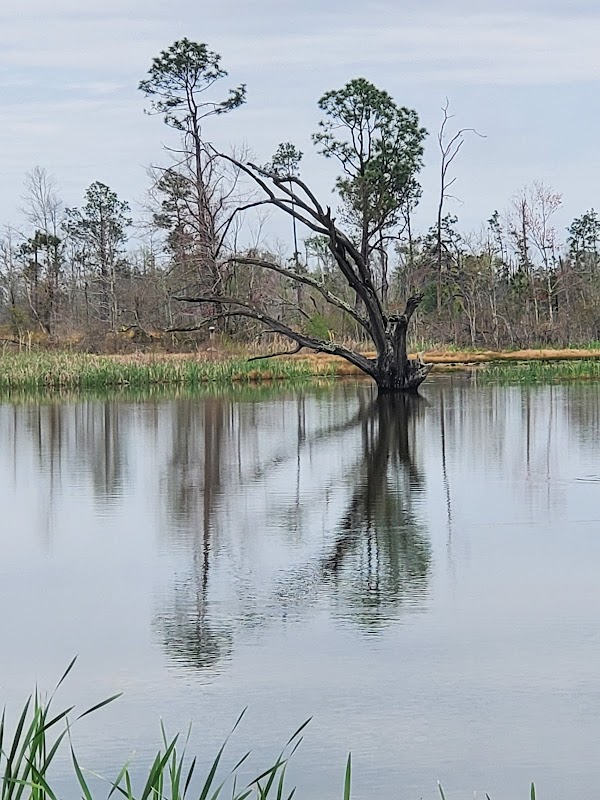 Nature's Haven: Apalachee Wildlife Management Area outdoor detail