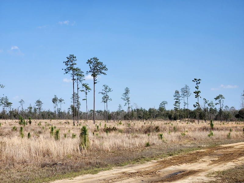 Nature's Haven: Apalachee Wildlife Management Area - Apalachee Wildlife Management Area