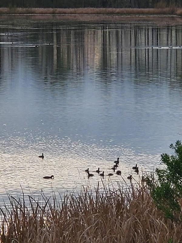 Nature's Haven: Apalachee Wildlife Management Area surrounding landscape