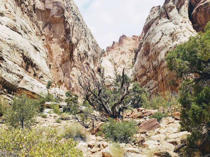 Marvel at Nature's Wonder: Goosenecks Overlook surrounding landscape
