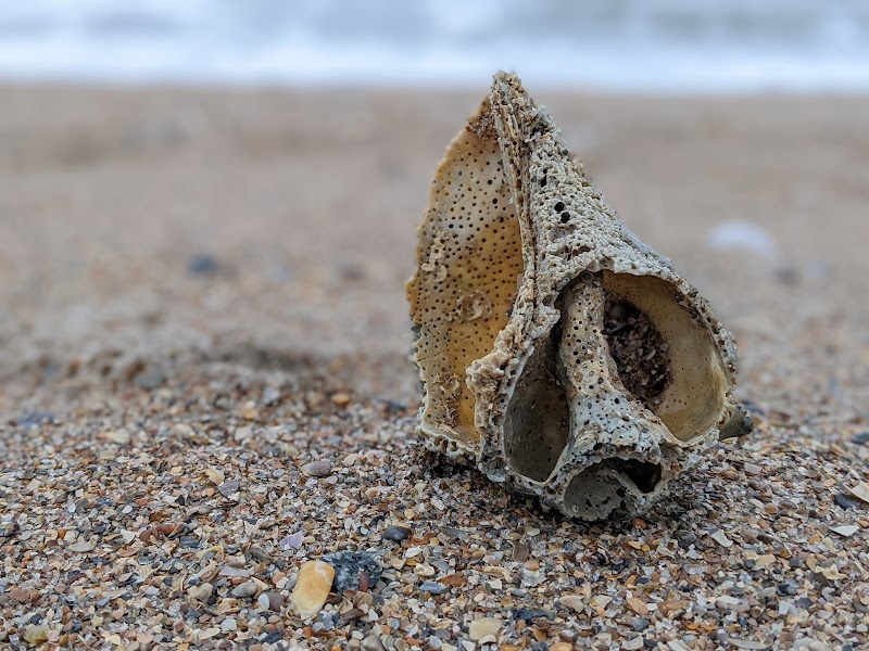 Sunrise Serenity: Amelia Island Beaches outdoor detail