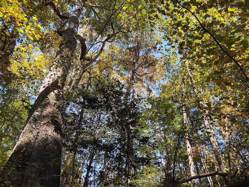 Nature's Retreat: Nalley Brown Nature Park surrounding landscape