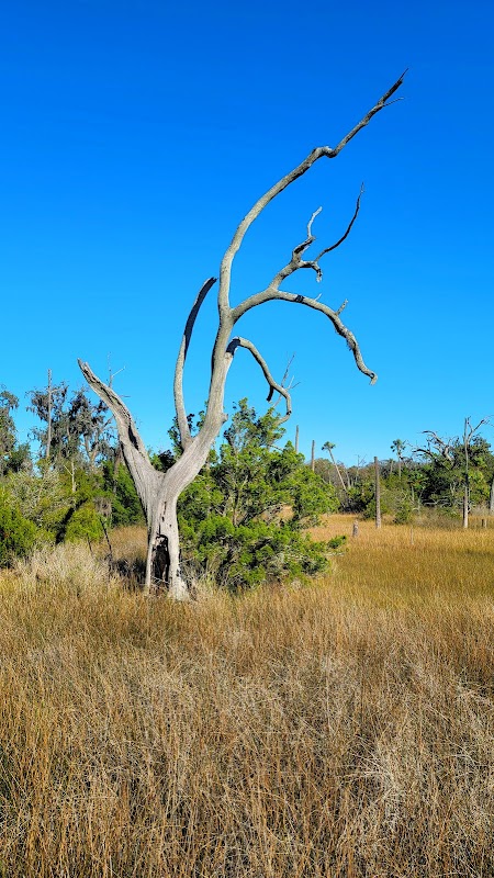 Cradle Creek Preserve's Natural Panorama in Jacksonville Beach - Cradle Creek Preserve