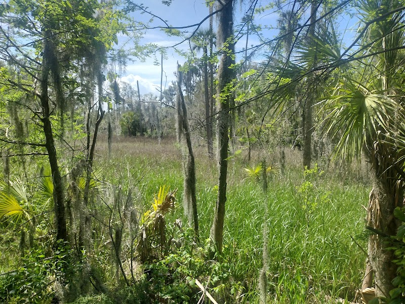 Cradle Creek Preserve's Natural Panorama in Jacksonville Beach outdoor detail