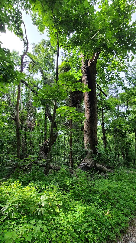 Wilderness Walk: Persimmon Ridge Park surrounding landscape