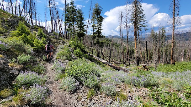 Hiking at Adam's Gulch Trailhead: A Scenic Escape in Ketchum, Idaho outdoor detail