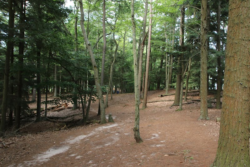 Sandy Shores of Ludington State Park - Ludington State Park Beach