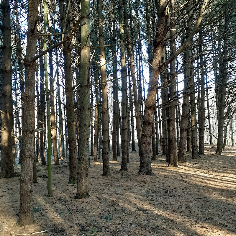 Discover the Tranquility of Schleman Nature Preserve surrounding landscape