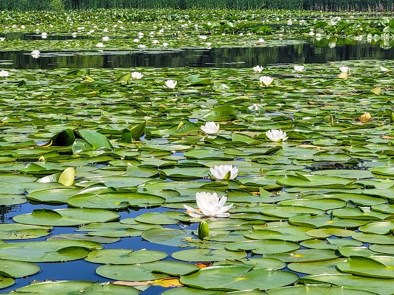 Discover the Beauty of Wingfoot Lake State Park - Wingfoot Lake State Park