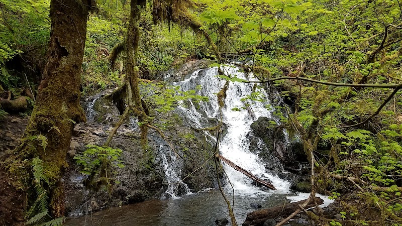 Exploring Capitol State Forest: A Natural Wonderland surrounding landscape