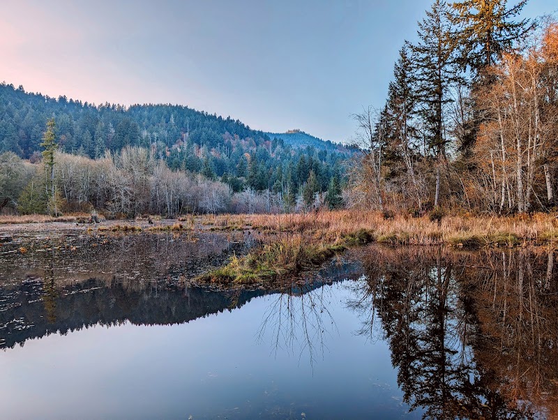 Exploring Capitol State Forest: A Natural Wonderland outdoor detail