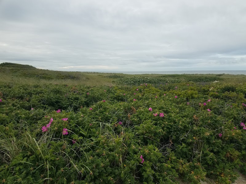 Sand and Solitude: Discovering the Dune Shacks Trail - Dune Shacks Trail