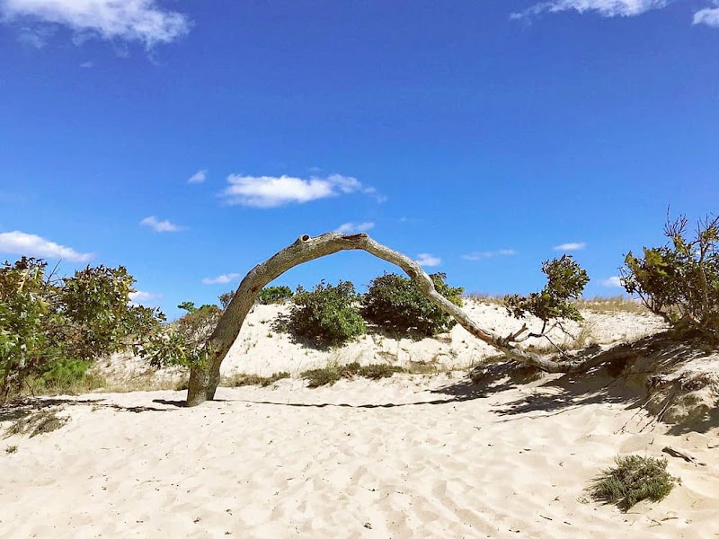 Sand and Solitude: Discovering the Dune Shacks Trail outdoor detail