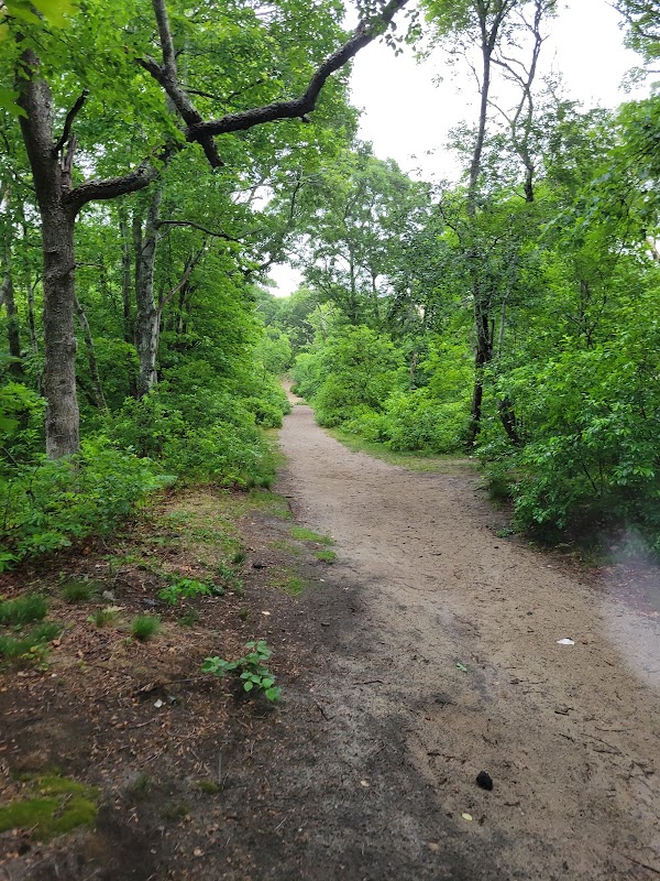 Sand and Solitude: Discovering the Dune Shacks Trail surrounding landscape