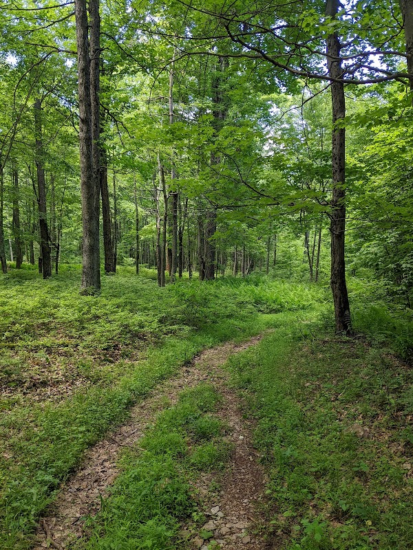 Ruins and Trails: Discovering Shingletown Gap surrounding landscape