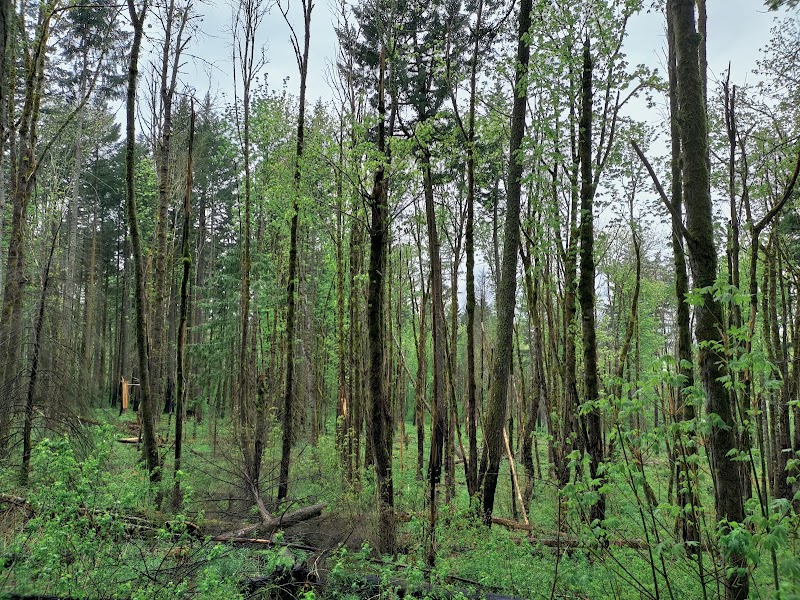 Hiking Through Cascade Locks surrounding landscape