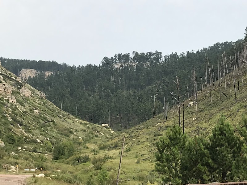 Whispers of the Black Hills - Black Hills National Forest