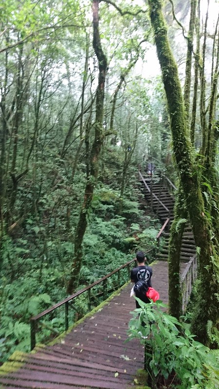 Exploring the Mossy Wonders of Ang Ka Nature Trail - Ang Ka Nature Trail