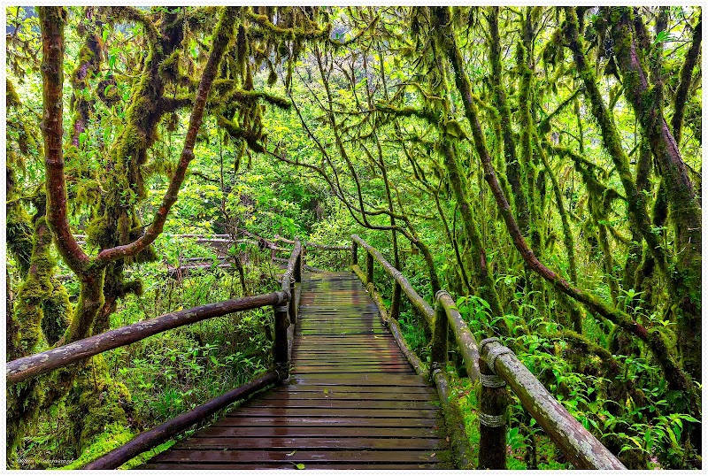 Exploring the Mossy Wonders of Ang Ka Nature Trail - Ang Ka Nature Trail