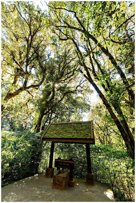 Immerse in Tranquility at Yod Doi Nature Trail - Yod Doi Nature Trail