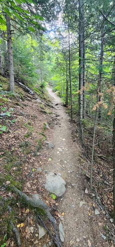 Top Of The Giant Trail: Nature's Majestic Wonder - Top Of The Giant Trail