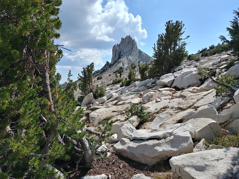 Captivating Cockscomb in California's Wilderness - Cockscomb