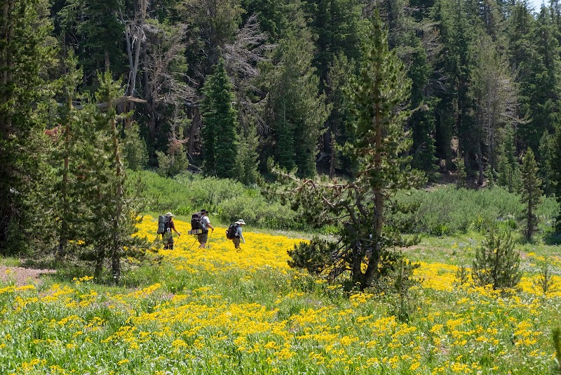 Discover the Wilderness Charm of Carson-Iceberg surrounding landscape
