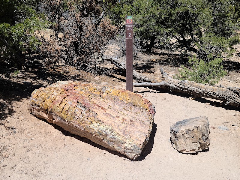 Petrified Wonders at Escalante Petrified Forest State Park outdoor detail