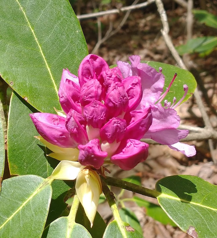 Trail Wonderland: Appalachian Trail, Feathercamp outdoor detail