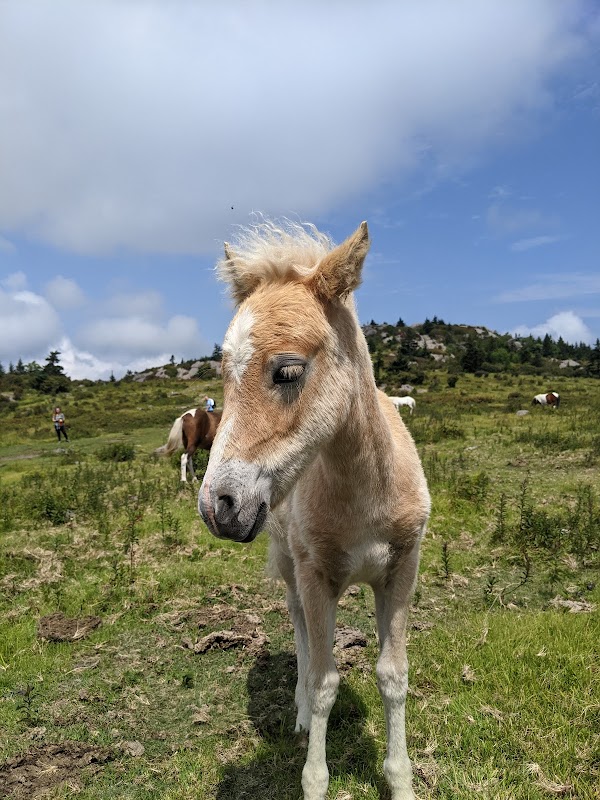 Scenic Marvels of the Appalachian Trail, Grayson Highlands surrounding landscape