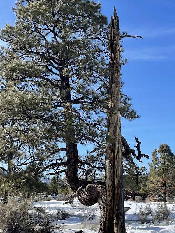 Lava Flow Trail: A Geological Marvel Near Flagstaff surrounding landscape