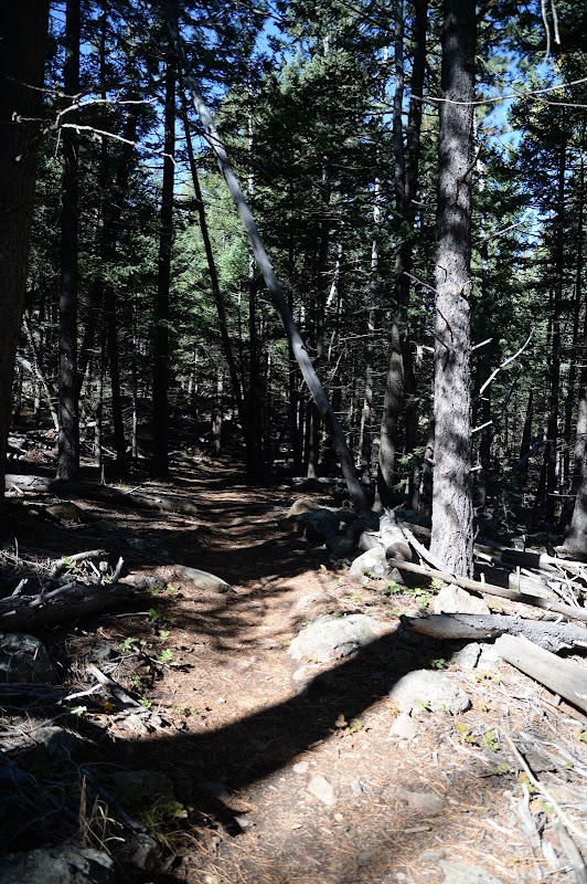 Majestic Views and Tranquil Trails: Abineau & Bear Jaw Loop Trail - Abineau & Bear Jaw Loop Trail