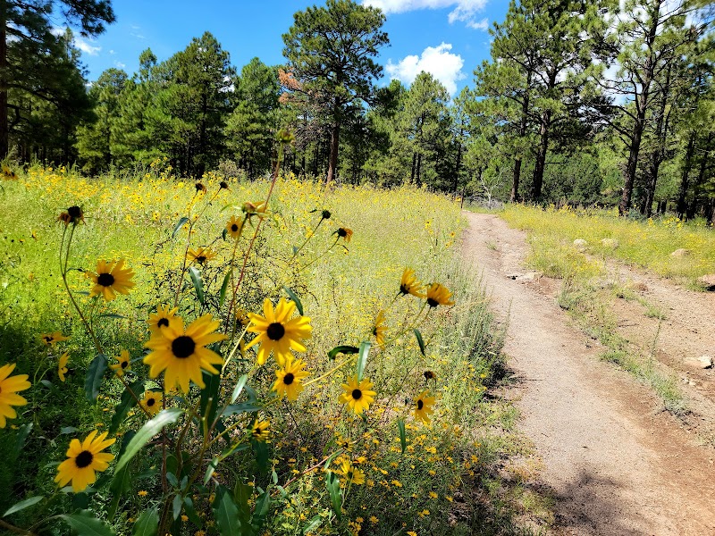 Discover Sandy Seep Trailhead's Natural Charm outdoor detail