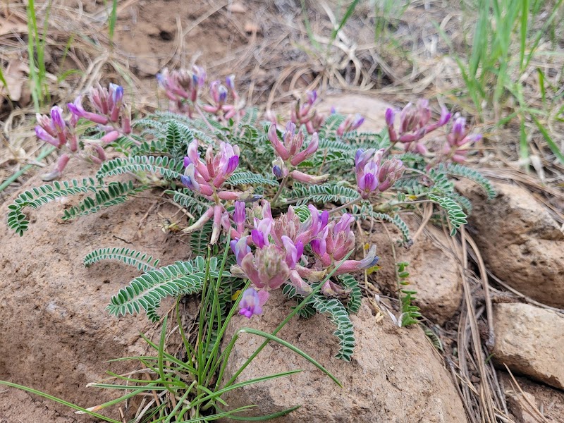 Discover Sandy Seep Trailhead's Natural Charm surrounding landscape