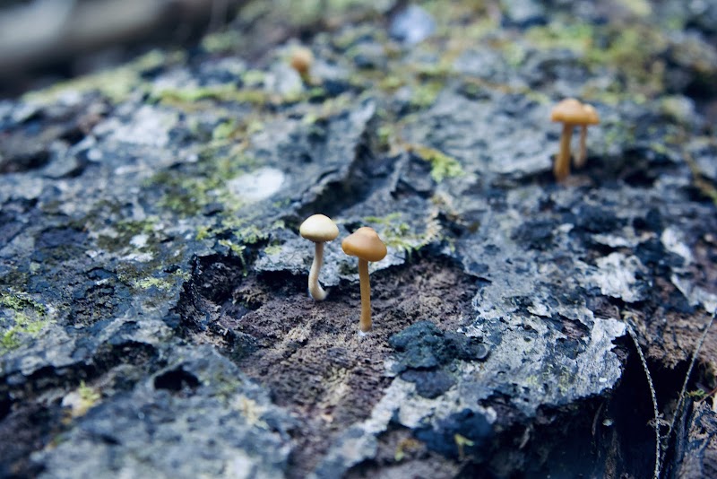 Discover the Beauty of Mize Mill Falls outdoor detail