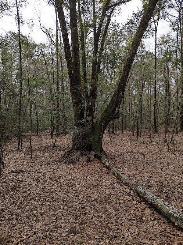 The Tranquil Retreat of Red Hill Spring - Red Hill Spring