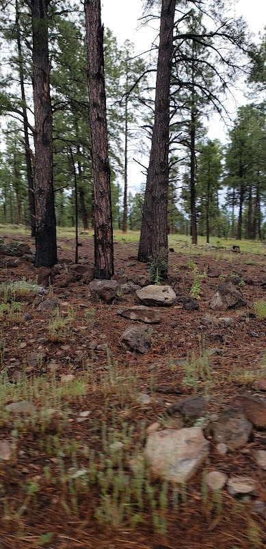 Tranquil Trails of Griffith Spring outdoor detail