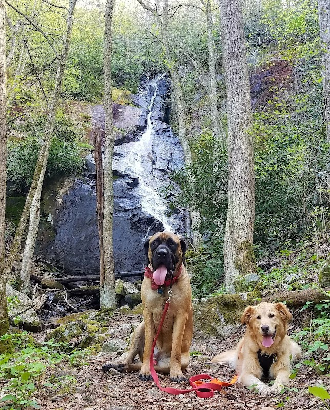 Coon Den Falls: A Hidden Gem in Tennessee surrounding landscape