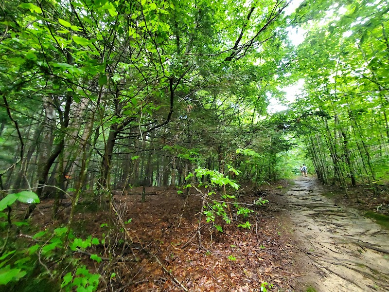 Nature's Gateway: Burnwood Trail in Lansing - Burnwood trail