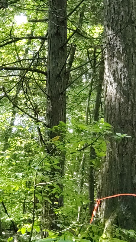 Nature's Gateway: Burnwood Trail in Lansing - Burnwood trail