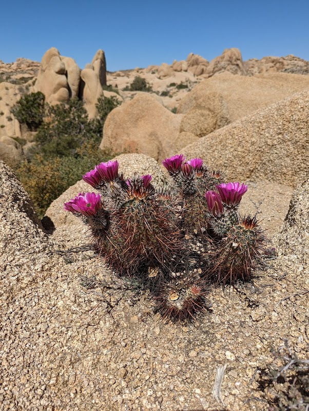 Rock Formations at Skull Rock surrounding landscape
